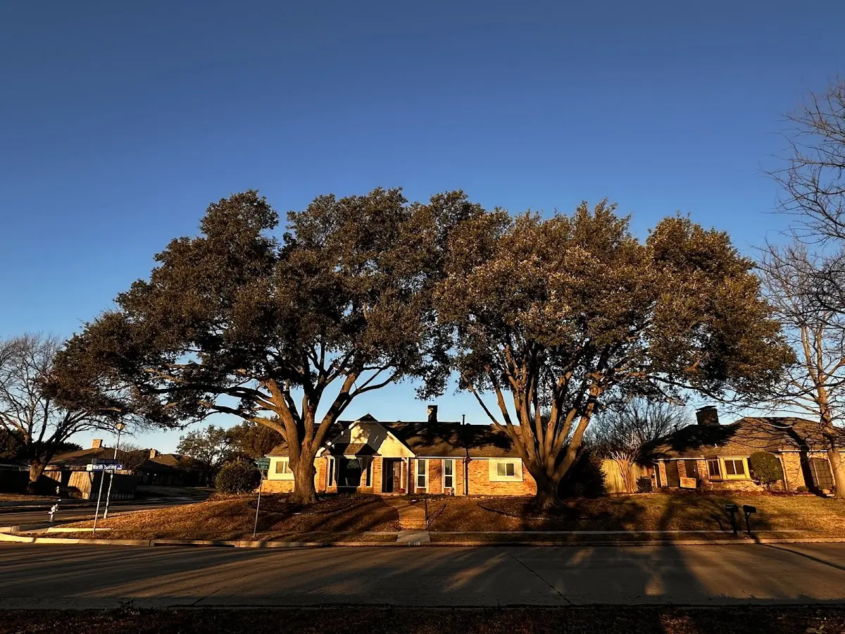 Established residential canopy tree shading a home in Walnut Grove